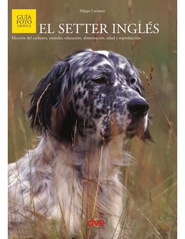 El setter inglés