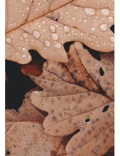 A Inveja:UM OLHAR PROFUNDO SOBRE UM SENTIMENTO HUMANO